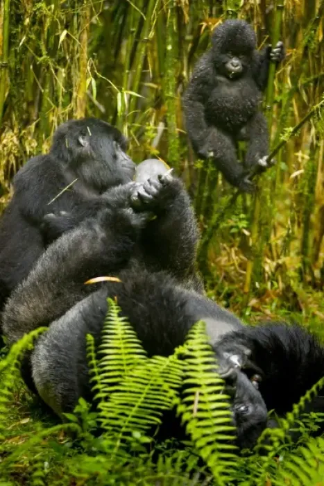 Framed Print : Africa. Rwanda. Agashiya, silverback and leader with female and juvenile Mountain Gorillas Framed Print : Africa. Rwanda. Agashiya, silverback and leader with female and juvenile Mountain Gorillas