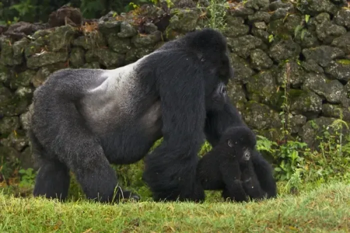 Framed Print : Africa, Rwanda, Akarevuro, a Mountain Gorilla (Gorilla gorilla beringei) and No 2