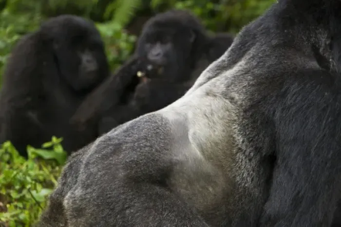 Framed Print : Africa, Rwanda, Akarevuro, a Mountain Gorilla (Gorilla gorilla beringei) and No 2