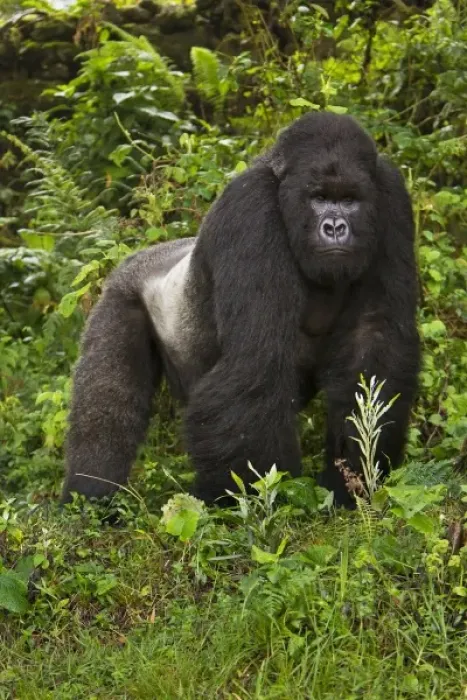 Framed Print : Africa, Rwanda, Akarevuro, a Mountain Gorilla (Gorilla gorilla beringei) and No 2