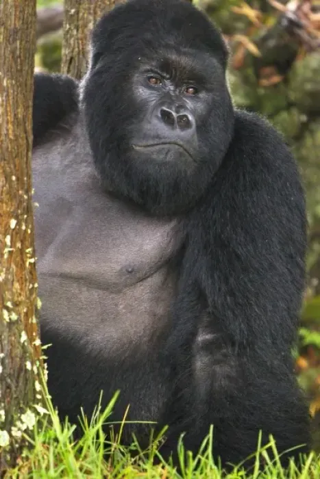 Framed Print : Africa, Rwanda, Akarevuro, a Mountain Gorilla (Gorilla gorilla beringei) and No 2