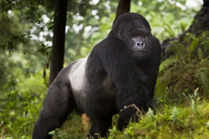 Framed Print : Africa, Rwanda, Akarevuro, a Mountain Gorilla (Gorilla gorilla beringei) and No 2 Framed Print : Africa, Rwanda, Akarevuro, a Mountain Gorilla (Gorilla gorilla beringei) and No 2