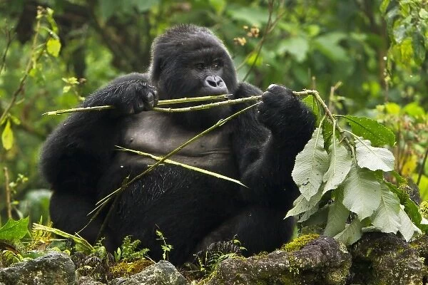 Africa, Rwanda, A Blackback Mountain Gorilla (Gorilla gorilla beringei) of the Kwitonda