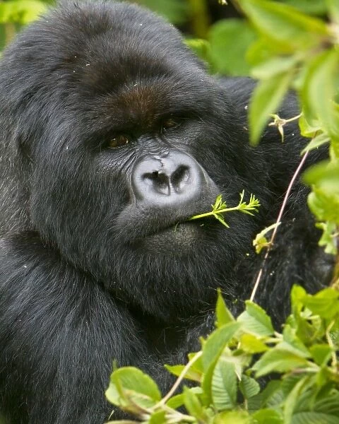 Africa, Rwanda, Charles, a Silverback Mountain Gorilla (Gorilla gorilla beringei)