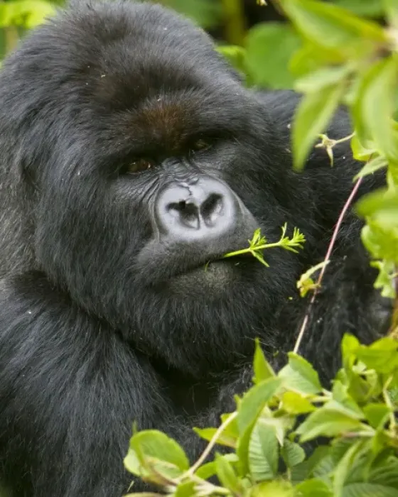 Framed Print : Africa, Rwanda, Charles, a Silverback Mountain Gorilla (Gorilla gorilla beringei)