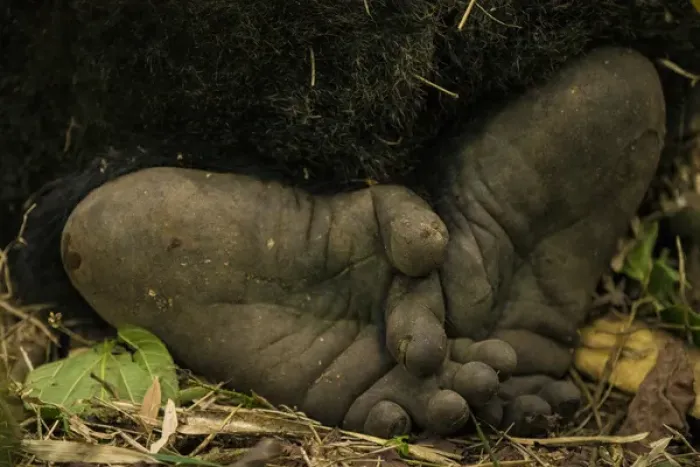 Framed Print : Africa. Rwanda. Close-up of the feet of a silverback, or male mountain gorilla (Gorilla Framed Print : Africa. Rwanda. Close-up of the feet of a silverback, or male mountain gorilla (Gorilla