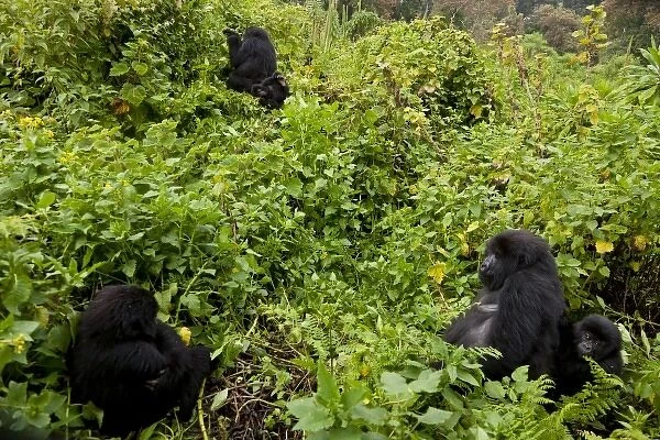 Africa, Rwanda, Female and juvenile Mountain Gorillas (Gorilla gorilla beringei)