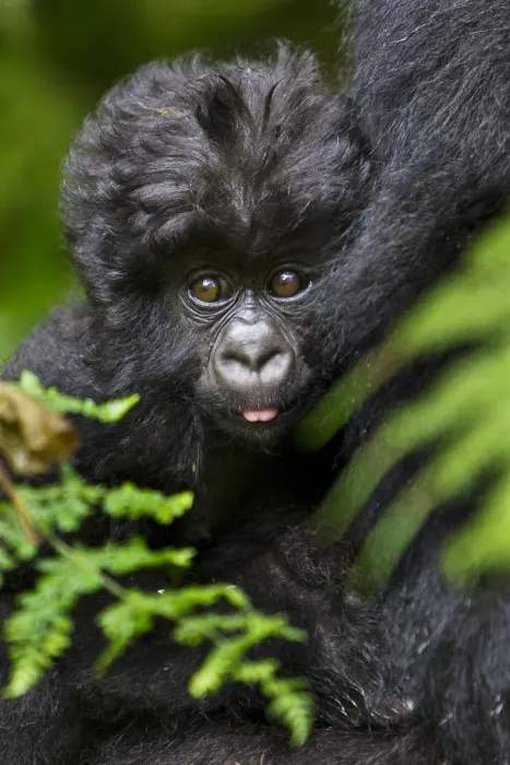 Framed Print : Africa. Rwanda. Female and juvenile Mountain Gorillas (Gorilla gorilla beringei)