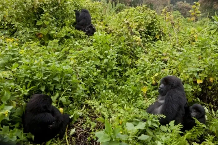 Framed Print : Africa, Rwanda, Female and juvenile Mountain Gorillas (Gorilla gorilla beringei) Framed Print : Africa, Rwanda, Female and juvenile Mountain Gorillas (Gorilla gorilla beringei)