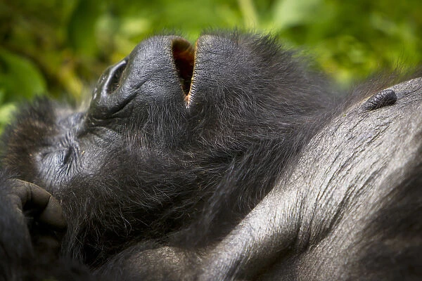 Africa. Rwanda. Female Mountain Gorilla (Gorilla gorilla beringei) of the Umubano