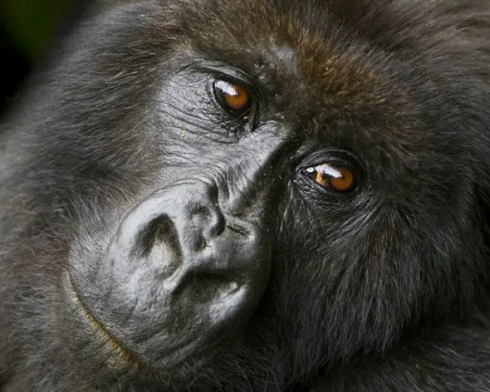 Framed Print : Africa. Rwanda. Female Mountain Gorilla (Gorilla gorilla beringei) of the Umubano Framed Print : Africa. Rwanda. Female Mountain Gorilla (Gorilla gorilla beringei) of the Umubano
