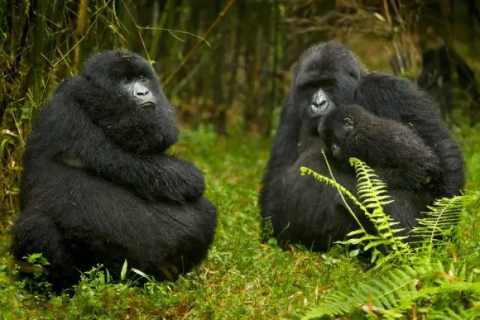 Framed Print : Africa, Rwanda, Females and juvenile Mountain Gorillas (Gorilla gorilla beringei) Framed Print : Africa, Rwanda, Females and juvenile Mountain Gorillas (Gorilla gorilla beringei)