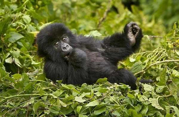 Africa, Rwanda, Juvenile Mountain Gorilla (Gorilla gorilla beringei) of the Umubano