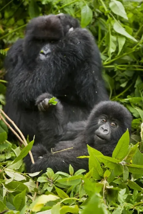 Framed Print : Africa. Rwanda. Juvenile Mountain Gorilla (Gorilla gorilla beringei) of the Umubano Framed Print : Africa. Rwanda. Juvenile Mountain Gorilla (Gorilla gorilla beringei) of the Umubano