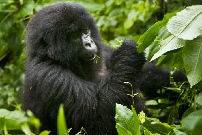 Framed Print : Africa, Rwanda, Juvenile Mountain Gorilla (Gorilla gorilla beringei) of the Umubano Framed Print : Africa, Rwanda, Juvenile Mountain Gorilla (Gorilla gorilla beringei) of the Umubano