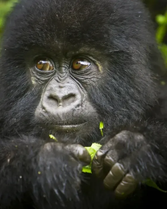 Framed Print : Africa, Rwanda, Juvenile Mountain Gorilla (Gorilla gorilla beringei) of the Umubano