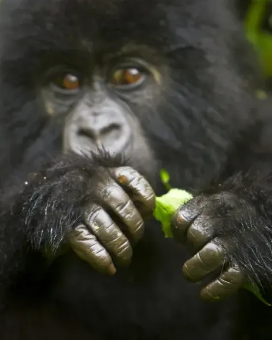 Framed Print : Africa, Rwanda, Juvenile Mountain Gorilla (Gorilla gorilla beringei) of the Umubano