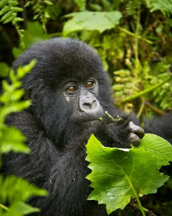 Framed Print : Africa, Rwanda, Juvenile Mountain Gorilla (Gorilla gorilla beringei) of the Umubano Framed Print : Africa, Rwanda, Juvenile Mountain Gorilla (Gorilla gorilla beringei) of the Umubano