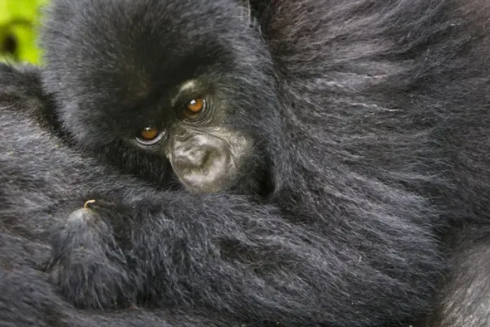 Framed Print : Africa, Rwanda, Juvenile Mountain Gorilla (Gorilla gorilla beringei) of the Umubano Framed Print : Africa, Rwanda, Juvenile Mountain Gorilla (Gorilla gorilla beringei) of the Umubano