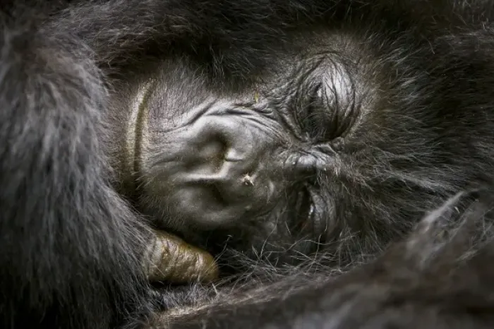 Framed Print : Africa, Rwanda, Juvenile Mountain Gorilla (Gorilla gorilla beringei) of the Umubano