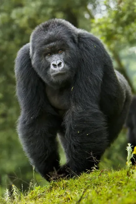 Framed Print : Africa. Rwanda. Kigoma, a Mountain Gorilla (Gorilla gorilla beringei) and No 3 Silverback Framed Print : Africa. Rwanda. Kigoma, a Mountain Gorilla (Gorilla gorilla beringei) and No 3 Silverback