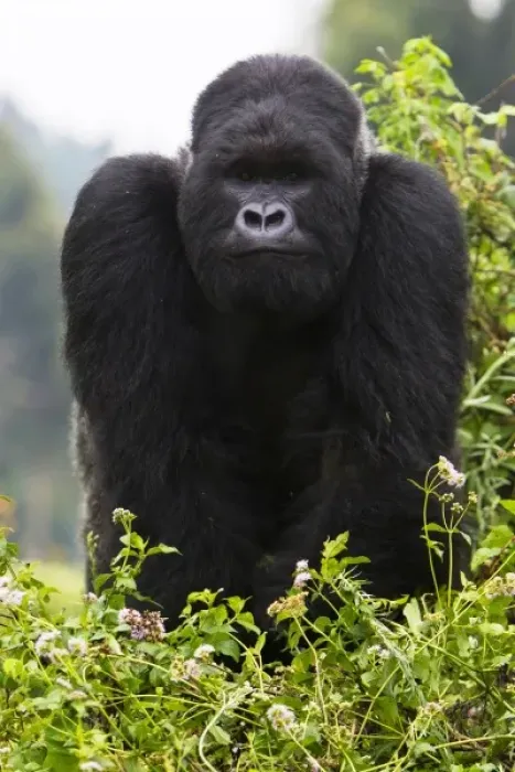 Framed Print : Africa, Rwanda, Kigoma, a Mountain Gorilla (Gorilla gorilla beringei) and No 3 Silverback Framed Print : Africa, Rwanda, Kigoma, a Mountain Gorilla (Gorilla gorilla beringei) and No 3 Silverback