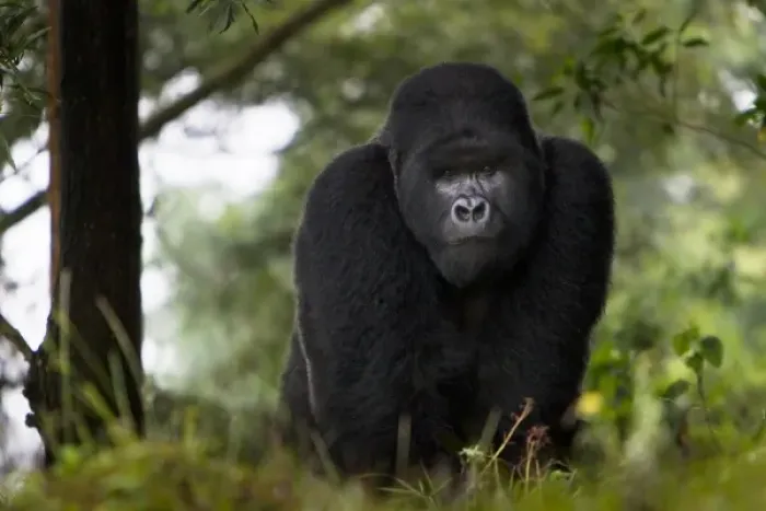 Framed Print : Africa, Rwanda, Kigoma, a Mountain Gorilla (Gorilla gorilla beringei) and No 3 Silverback