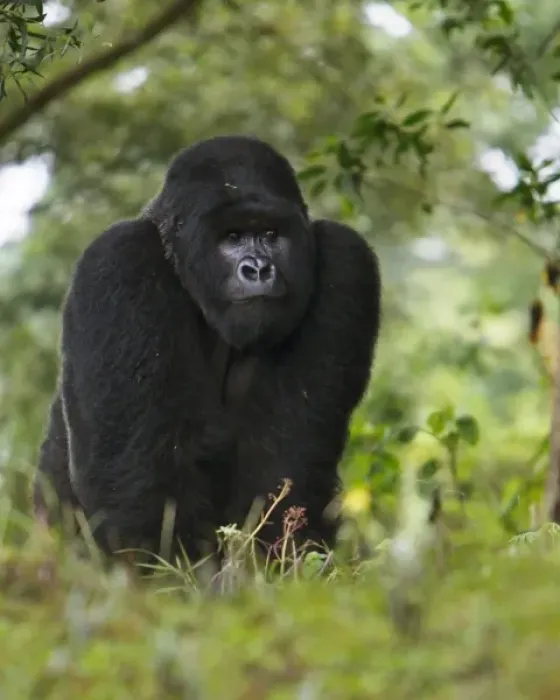 Framed Print : Africa, Rwanda, Kigoma, a Mountain Gorilla (Gorilla gorilla beringei) and No 3 Silverback