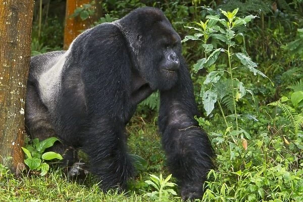 Africa, Rwanda, Kwitonda, a Mountain Gorilla (Gorilla gorilla beringei) and aging