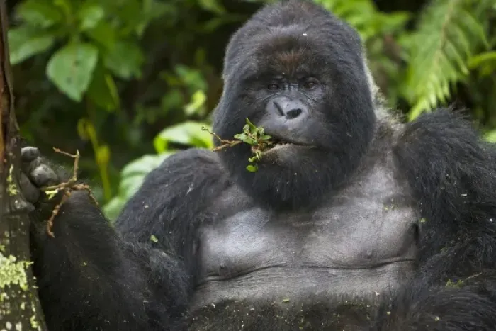 Framed Print : Africa, Rwanda, Kwitonda, a Mountain Gorilla (Gorilla gorilla beringei) and aging Framed Print : Africa, Rwanda, Kwitonda, a Mountain Gorilla (Gorilla gorilla beringei) and aging