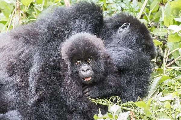 Africa, Rwanda, Musanze District, Volcanoes National Park, Ruhengeri, Kinigi. Gorilla