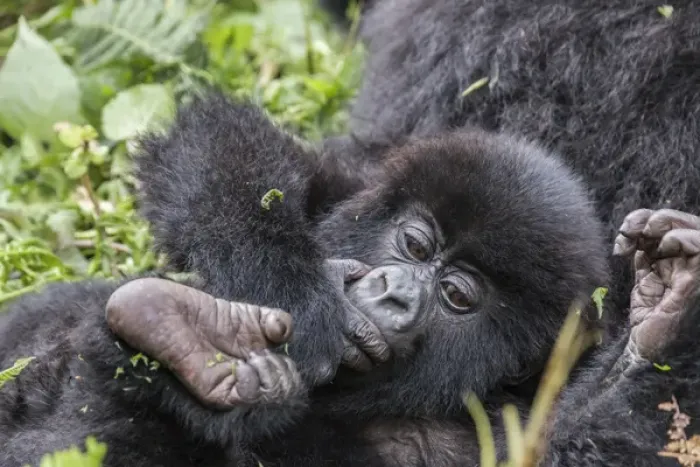 Framed Print : Africa, Rwanda, Musanze District, Volcanoes National Park, Ruhengeri, Kinigi. Gorilla Framed Print : Africa, Rwanda, Musanze District, Volcanoes National Park, Ruhengeri, Kinigi. Gorilla