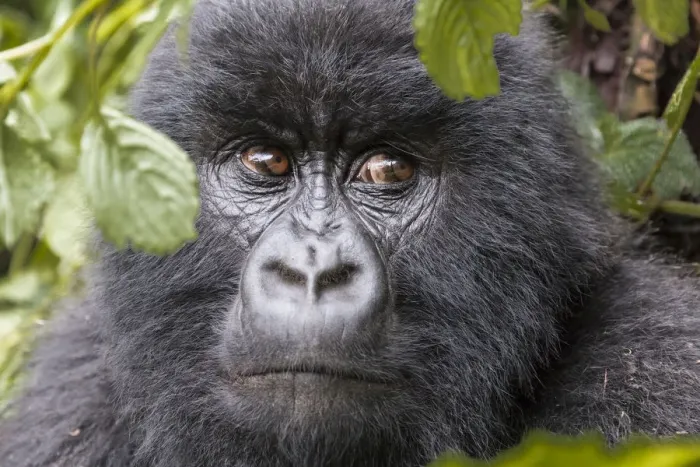 Framed Print : Africa, Rwanda, Musanze District, Volcanoes National Park, Ruhengeri, Kinigi. Gorilla Framed Print : Africa, Rwanda, Musanze District, Volcanoes National Park, Ruhengeri, Kinigi. Gorilla