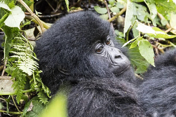 Africa, Rwanda, Musanze District, Volcanoes National Park, Ruhengeri, Kinigi. Gorilla