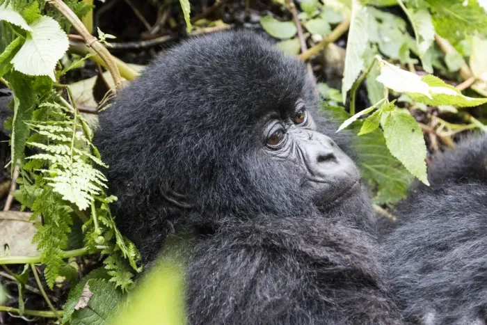 Framed Print : Africa, Rwanda, Musanze District, Volcanoes National Park, Ruhengeri, Kinigi. Gorilla Framed Print : Africa, Rwanda, Musanze District, Volcanoes National Park, Ruhengeri, Kinigi. Gorilla