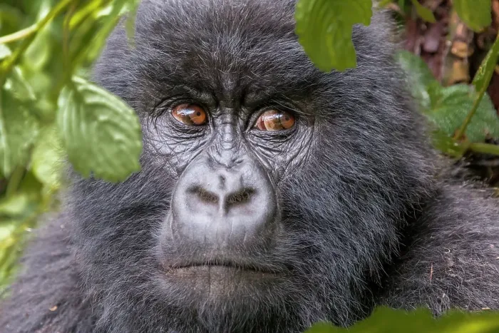 Framed Print : Africa, Rwanda, Musanze District, Volcanoes National Park, Ruhengeri, Kinigi. Mountain gorilla Framed Print : Africa, Rwanda, Musanze District, Volcanoes National Park, Ruhengeri, Kinigi. Mountain gorilla