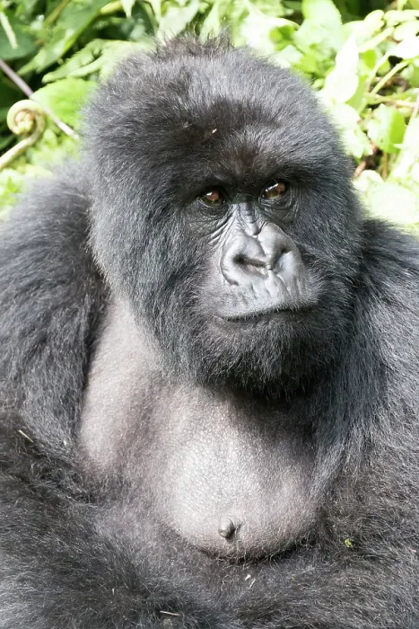 Framed Print : Africa, Rwanda, Musanze District, Volcanoes National Park, Ruhengeri, Kinigi. Mountain gorilla Framed Print : Africa, Rwanda, Musanze District, Volcanoes National Park, Ruhengeri, Kinigi. Mountain gorilla