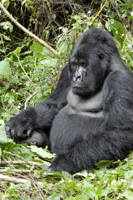 Framed Print : Africa, Rwanda, Volcanoes National Park, mountain gorilla, Gorilla beringei beringei Framed Print : Africa, Rwanda, Volcanoes National Park, mountain gorilla, Gorilla beringei beringei