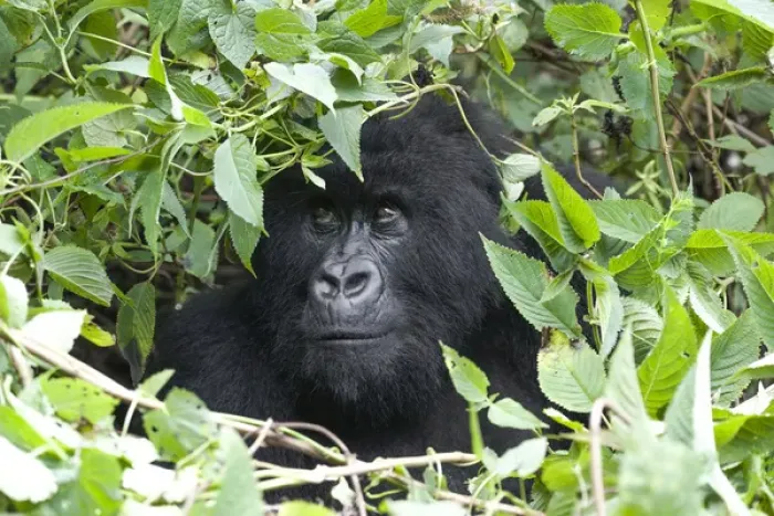 Framed Print : Africa, Rwanda, Volcanoes National Park, mountain gorilla, Gorilla beringei beringei Framed Print : Africa, Rwanda, Volcanoes National Park, mountain gorilla, Gorilla beringei beringei
