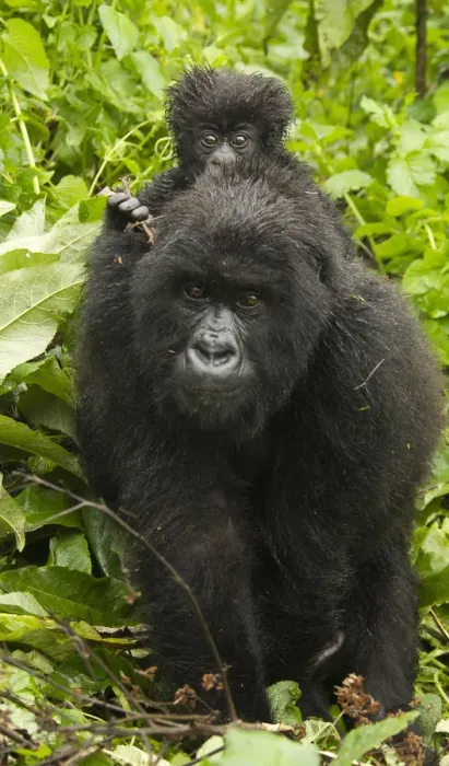 Framed Print : Africa, Rwanda, Volcanoes National Park, Mountain Gorilla, Gorilla gorilla beringei