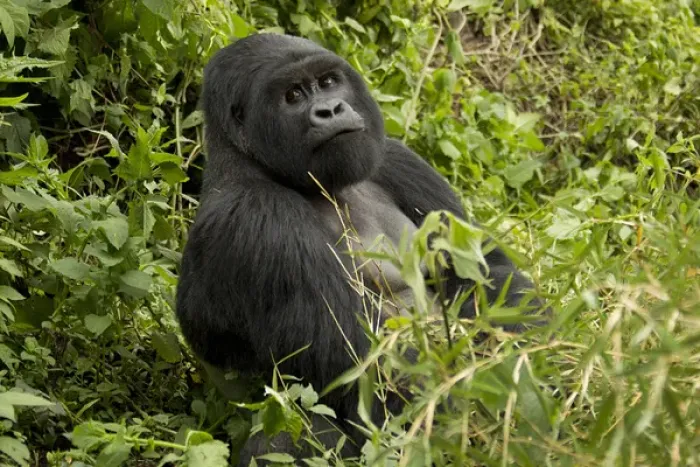 Framed Print : Africa, Rwanda, Volcanoes National Park, Mountain Gorilla, Gorilla gorilla beringei Framed Print : Africa, Rwanda, Volcanoes National Park, Mountain Gorilla, Gorilla gorilla beringei