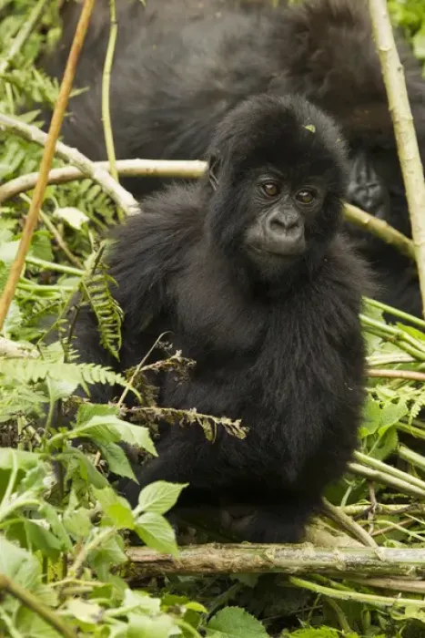 Framed Print : Africa, Rwanda, Volcanoes National Park, Mountain Gorilla, Gorilla gorilla beringei