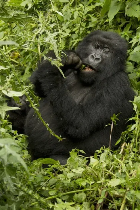 Framed Print : Africa, Rwanda, Volcanoes National Park, Mountain Gorilla, Gorilla gorilla beringei Framed Print : Africa, Rwanda, Volcanoes National Park, Mountain Gorilla, Gorilla gorilla beringei