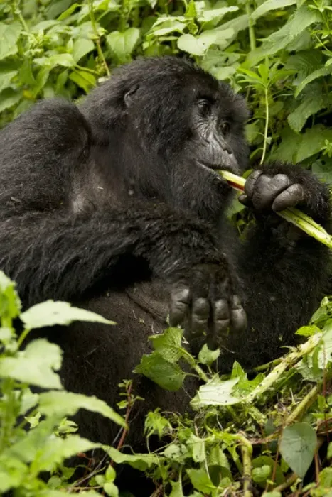 Framed Print : Africa, Rwanda, Volcanoes National Park, Mountain Gorilla, Gorilla gorilla beringei Framed Print : Africa, Rwanda, Volcanoes National Park, Mountain Gorilla, Gorilla gorilla beringei