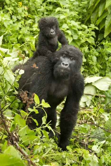 Framed Print : Africa, Rwanda, Volcanoes National Park, Mountain Gorilla, Gorilla gorilla beringei