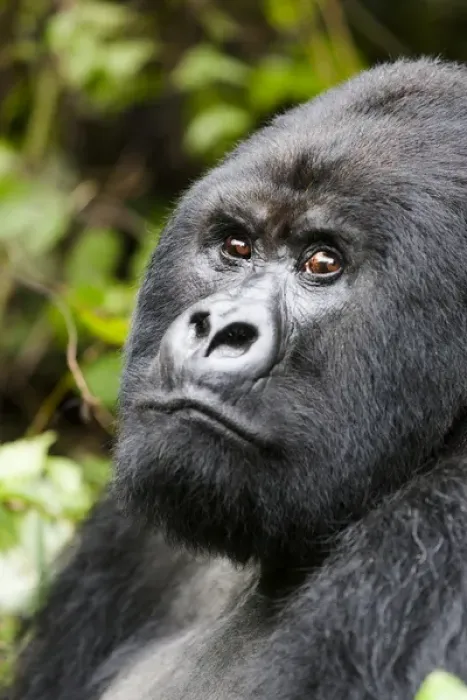 Framed Print : Africa, Rwanda, Volcanoes National Park, mountain gorilla, Gorilla beringei beringei Framed Print : Africa, Rwanda, Volcanoes National Park, mountain gorilla, Gorilla beringei beringei