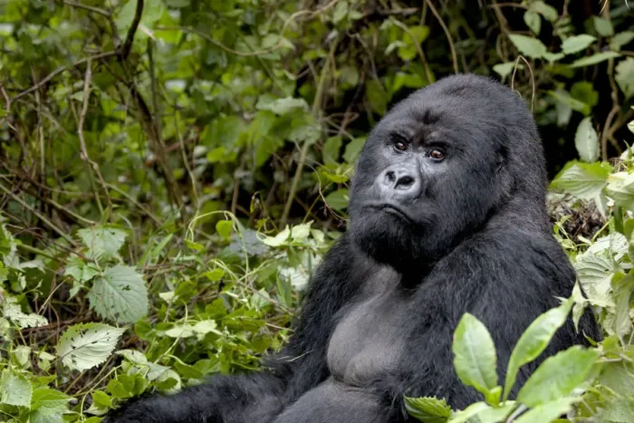 Framed Print : Africa, Rwanda, Volcanoes National Park, mountain gorilla, Gorilla beringei beringei Framed Print : Africa, Rwanda, Volcanoes National Park, mountain gorilla, Gorilla beringei beringei