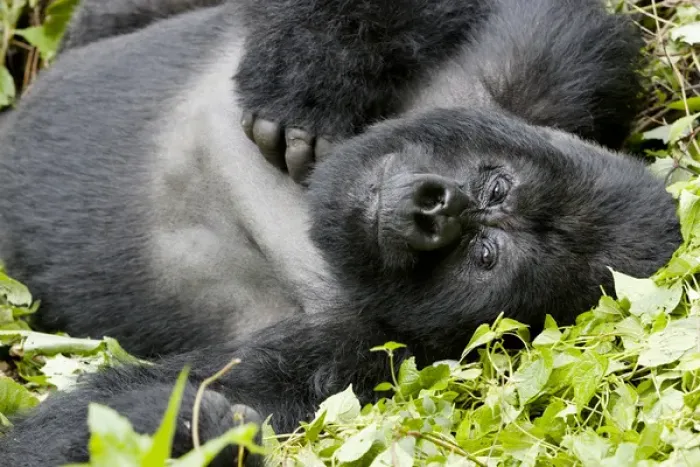 Framed Print : Africa, Rwanda, Volcanoes National Park, mountain gorilla, Gorilla beringei beringei Framed Print : Africa, Rwanda, Volcanoes National Park, mountain gorilla, Gorilla beringei beringei