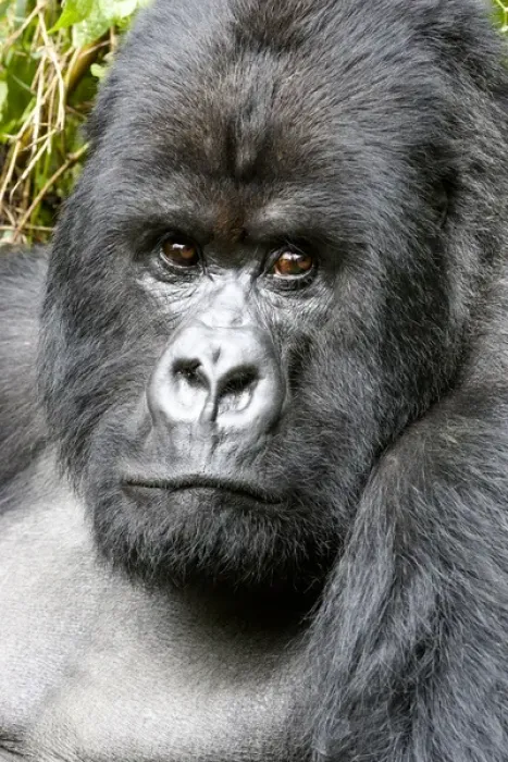 Framed Print : Africa, Rwanda, Volcanoes National Park, mountain gorilla, Gorilla beringei beringei