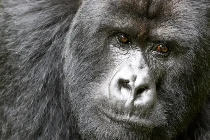 Framed Print : Africa, Rwanda, Volcanoes National Park, mountain gorilla, Gorilla beringei beringei Framed Print : Africa, Rwanda, Volcanoes National Park, mountain gorilla, Gorilla beringei beringei